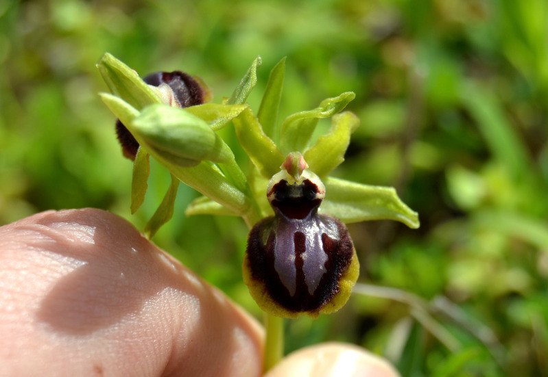 Ophrys passionis subsp. passionis in Sardegna