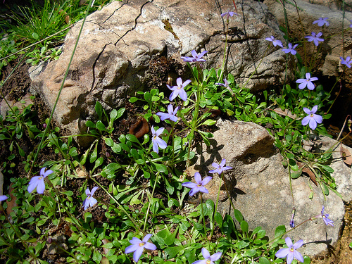 Solenopsis bivonae / Laurenzia di Bivona