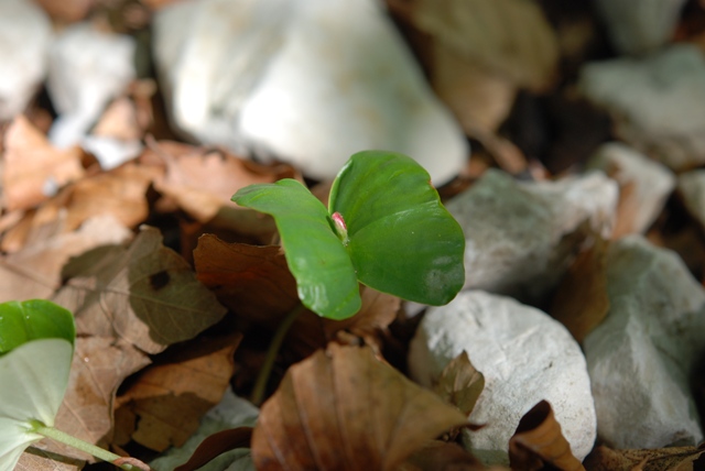 Fagus sylvatica, plantula