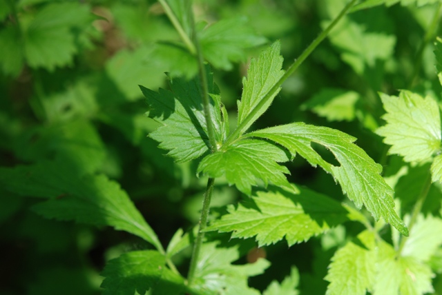 Geum urbanum