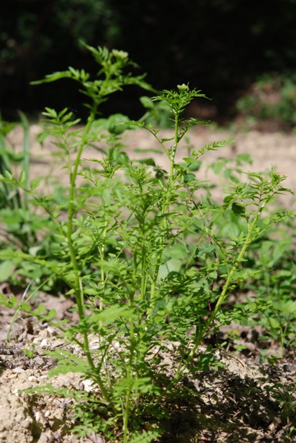 Cardamine impatiens / Billeri comune