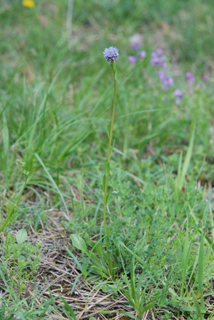 Globularia bisnagarica