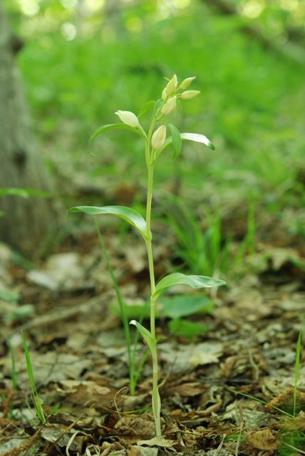 Cephalanthera damasonium