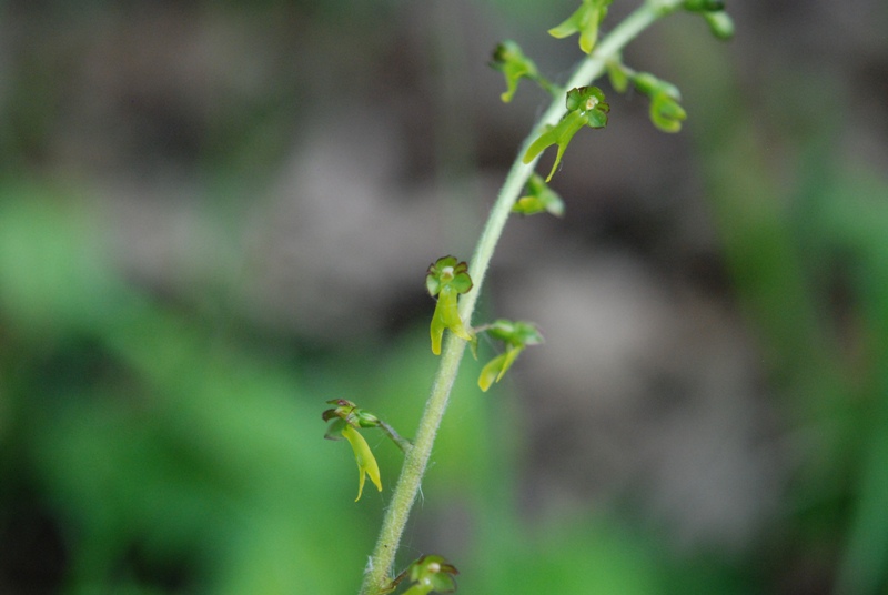 Neottia ovata