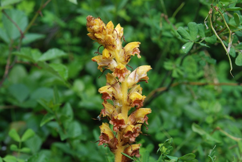 Orobanche gracilis / Succiamele rossastro