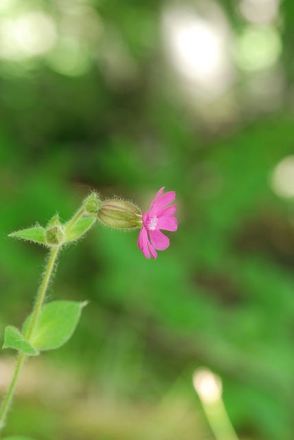 Silene dioica