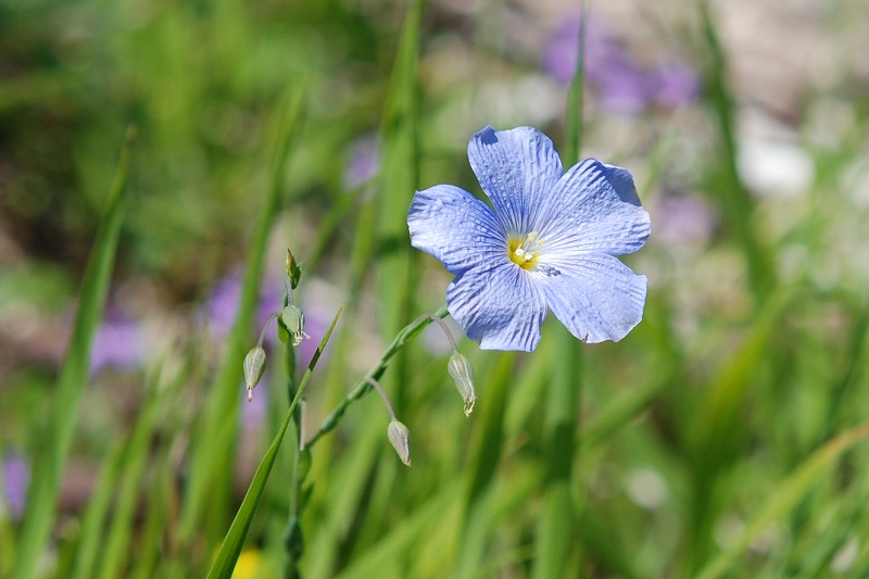 Linum austriacum L. subsp. tommasinii / Lino austriaco di Tommasini