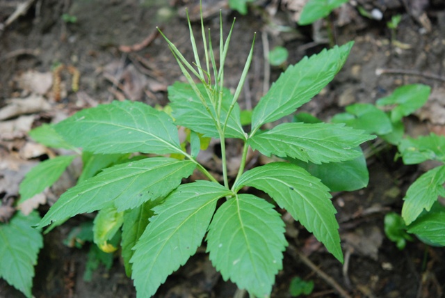 Cardamine enneaphyllos / Dentaria a nove foglie