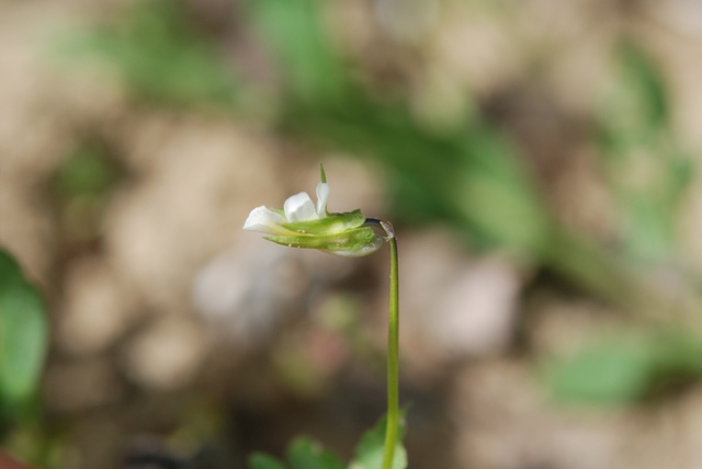 Viola arvensis