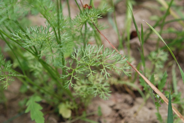 Scandix pecten-veneris