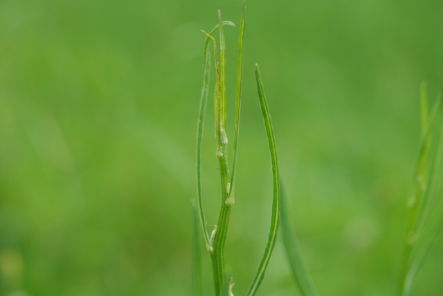 Chondrilla juncea