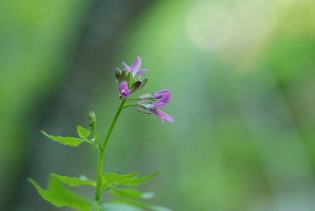 Cardamine chelidonia / Billeri celidonia