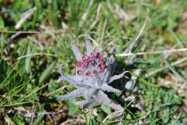 Cynoglossum magellense