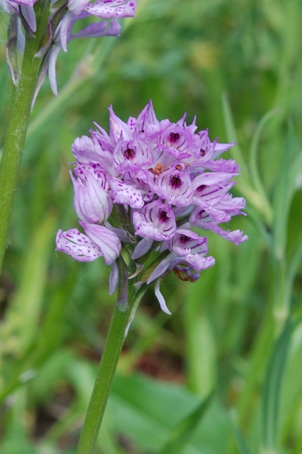 Neotinea tridentata