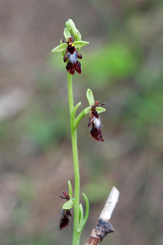 ophrys