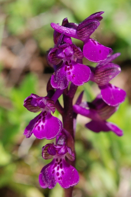 Anacamptis morio?