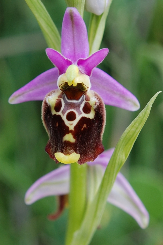 Ophrys holosericea??