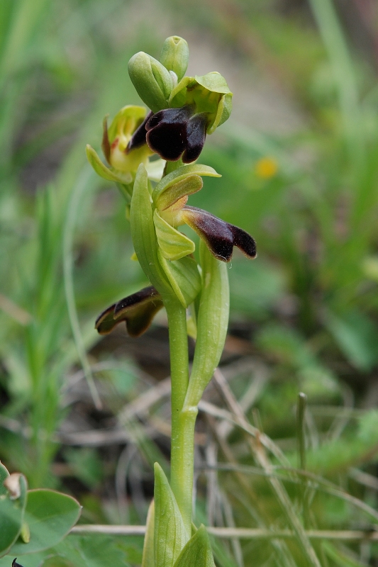 Ophrys fusca?