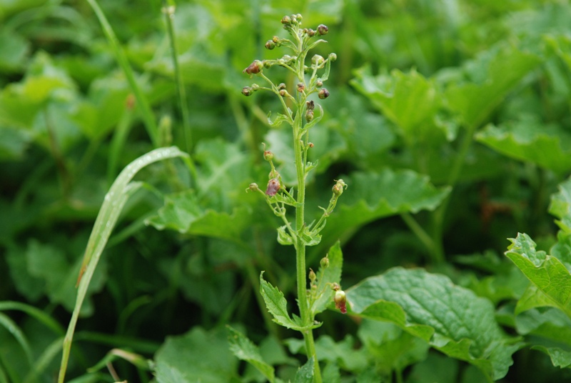 Scrophularia scopolii? o Scrophularia nodosa ?