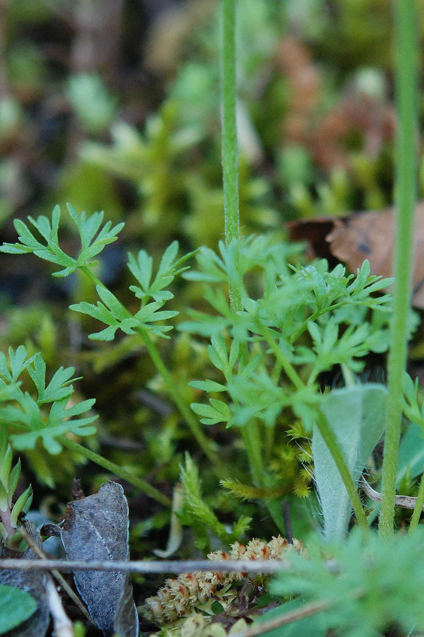 Ranunculus cfr. millefoliatus