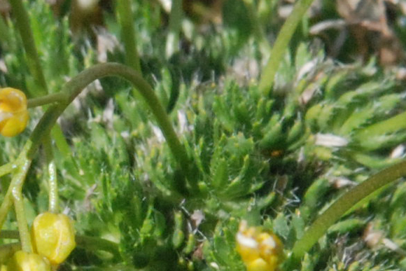 Draba cfr. aizoides