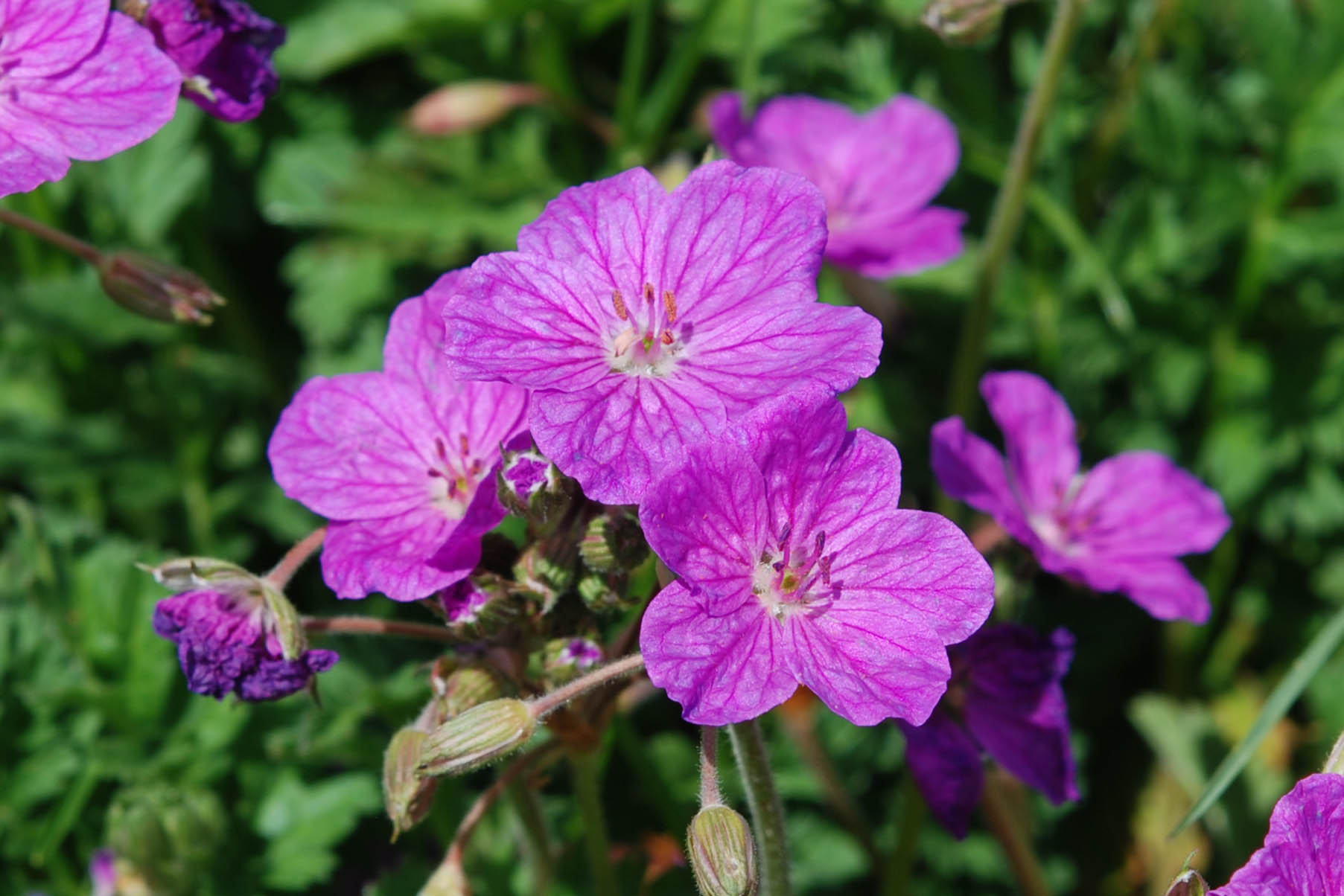 da det - Erodium cfr. alpinum