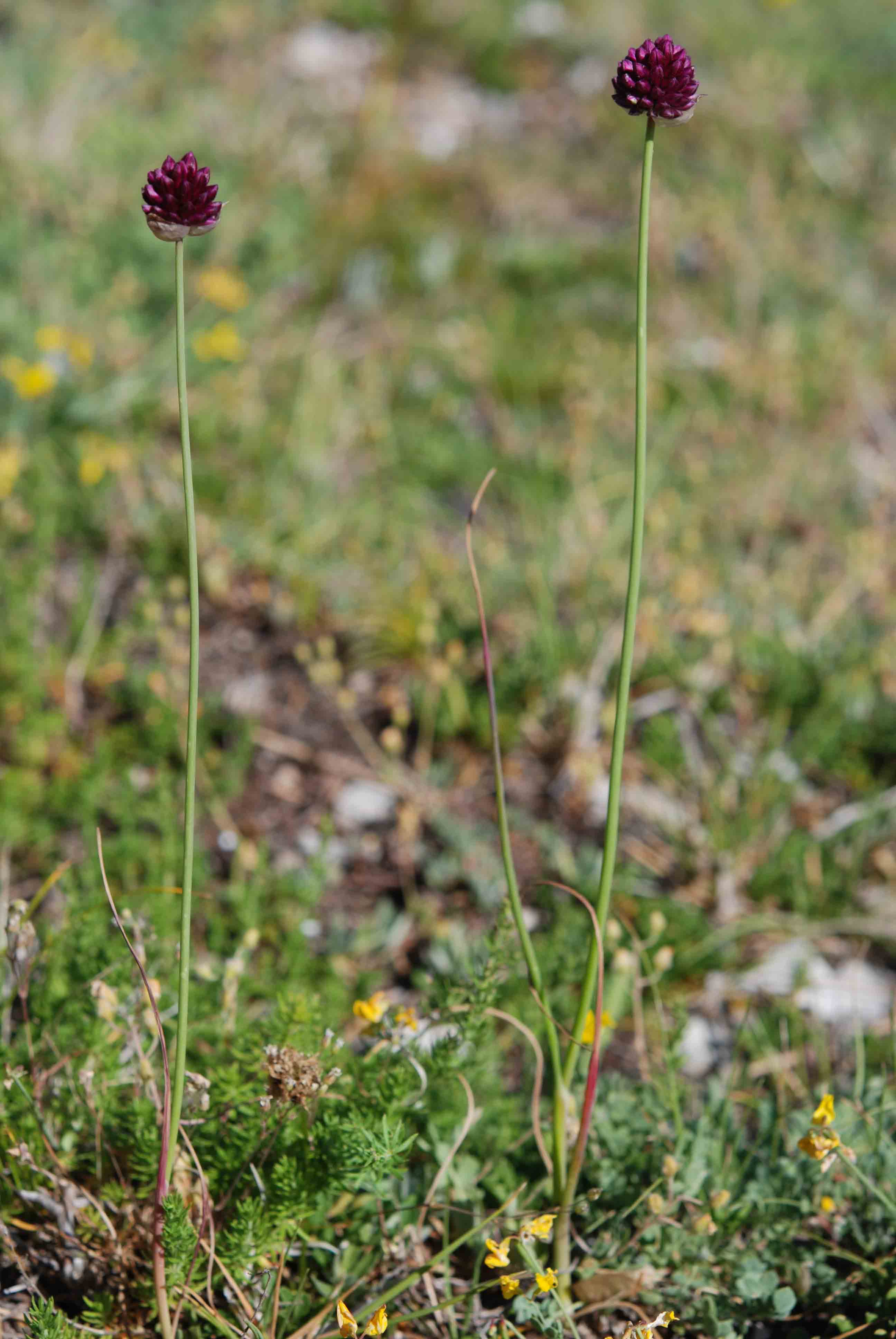 Allium sphaerocephalon