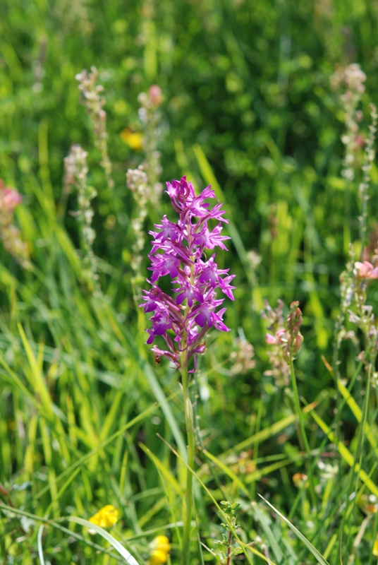 un chiarimento su Anacamptis pyramidalis