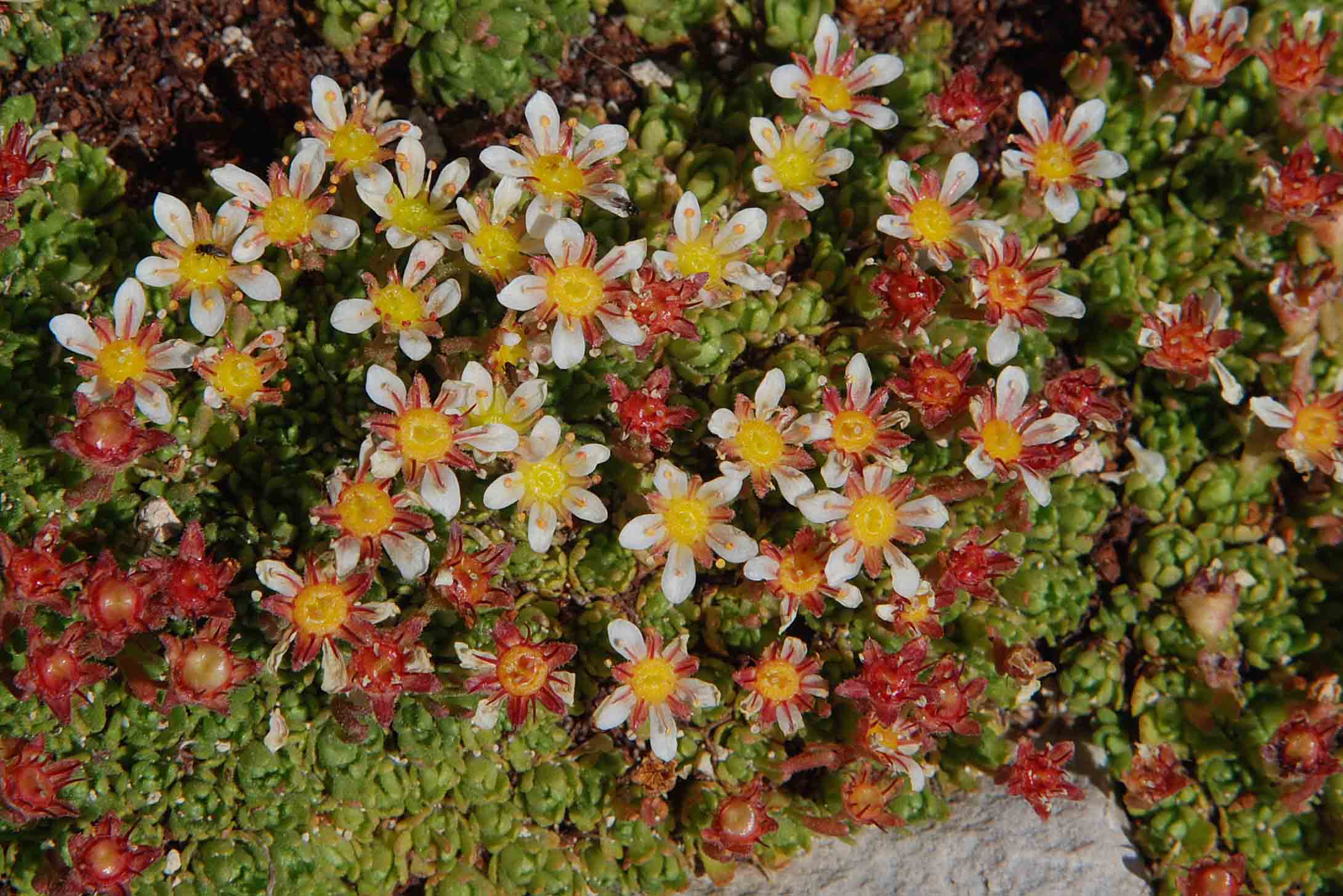 Saxifraga ampullacea