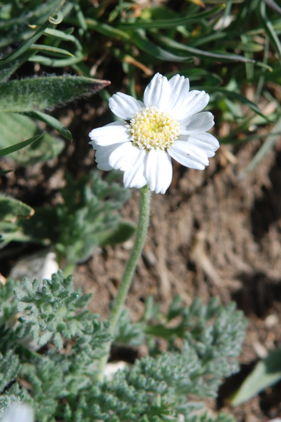 Achillea barrelieri