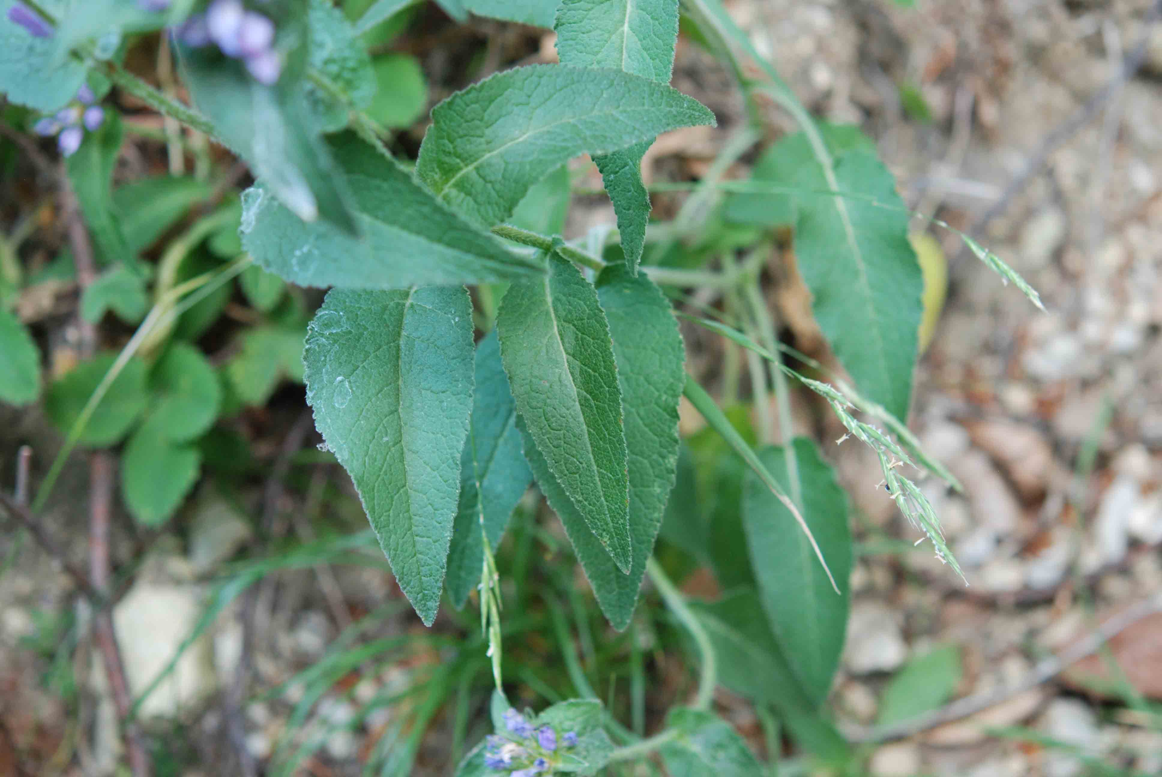 Campanula foliosa