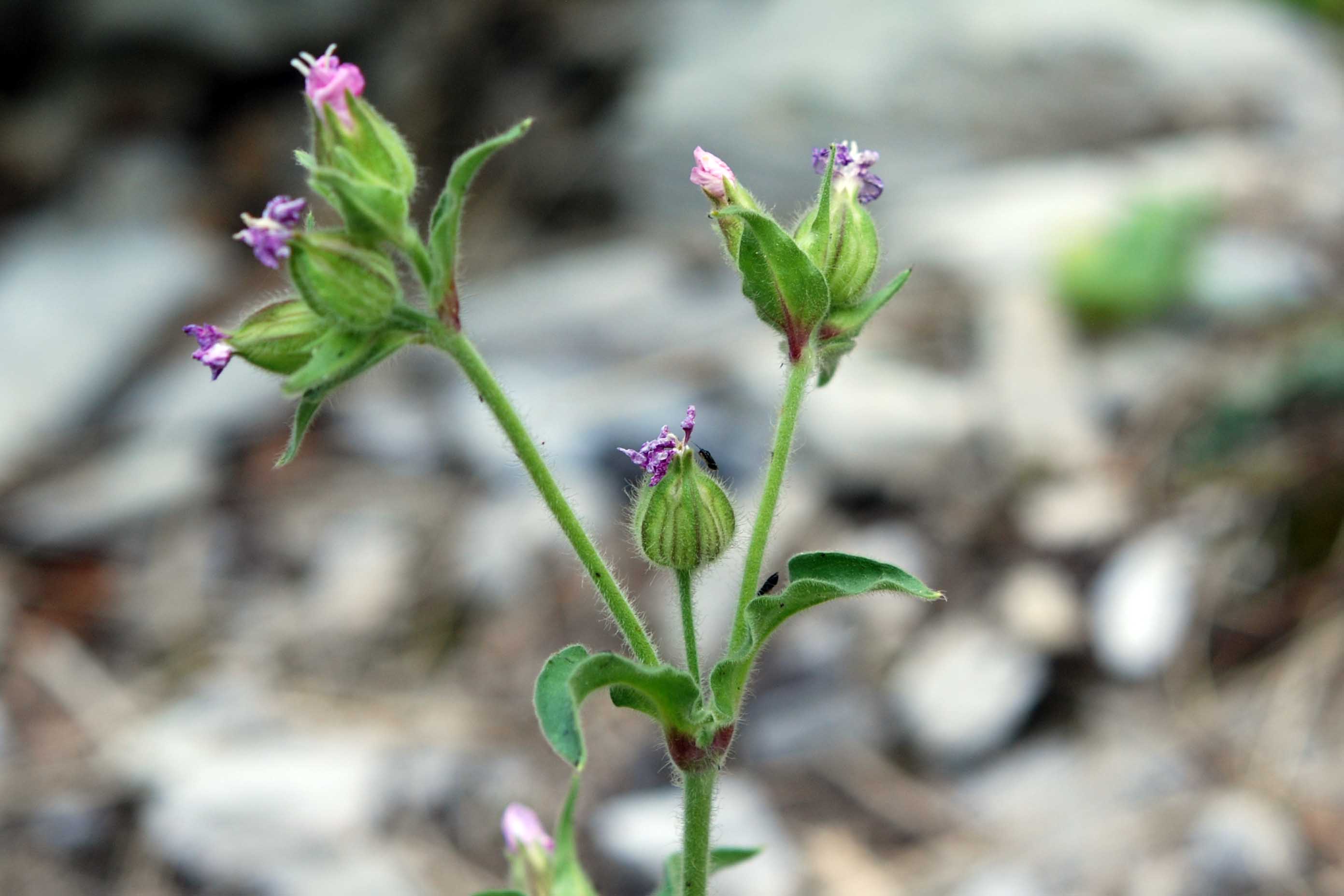 Silene dioica