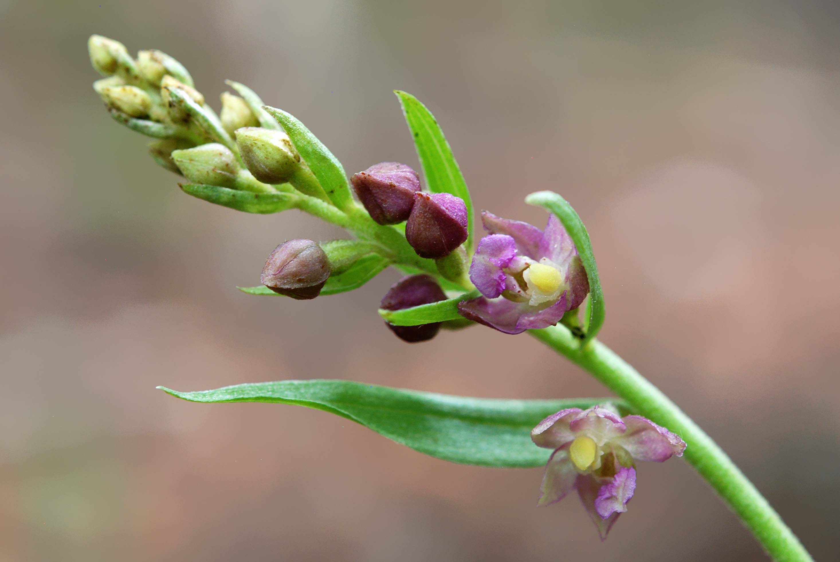 epipactis sottosopra