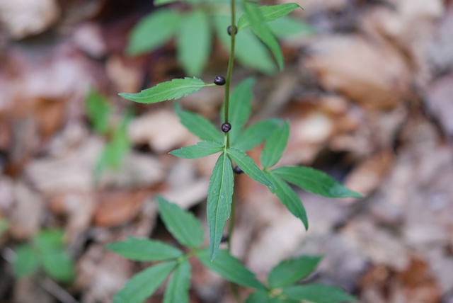 da determinare - Cardamine bulbifera