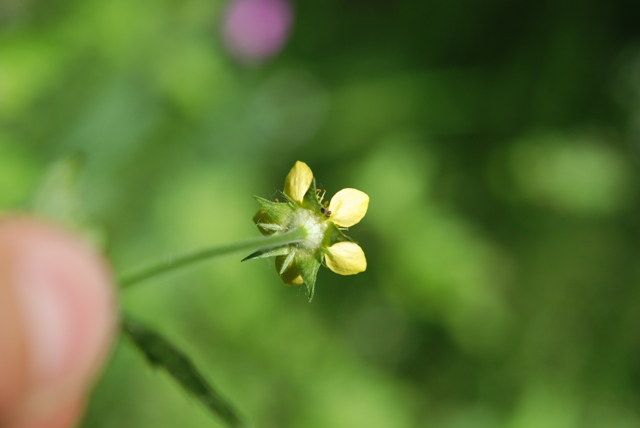 Geum urbanum