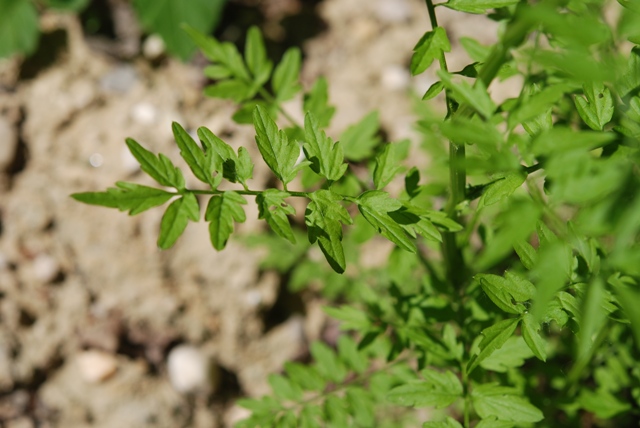 Cardamine impatiens / Billeri comune