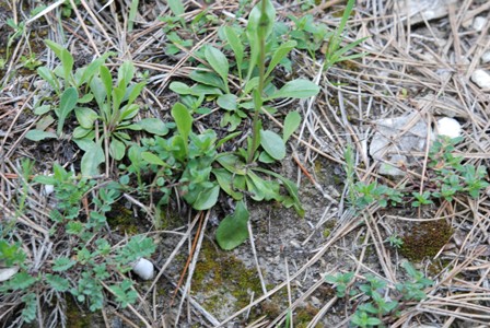 Globularia bisnagarica