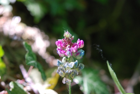 Lathyrus venetus