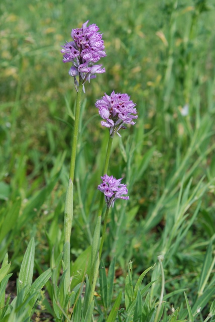 Neotinea tridentata