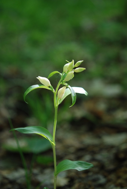 Cephalanthera damasonium