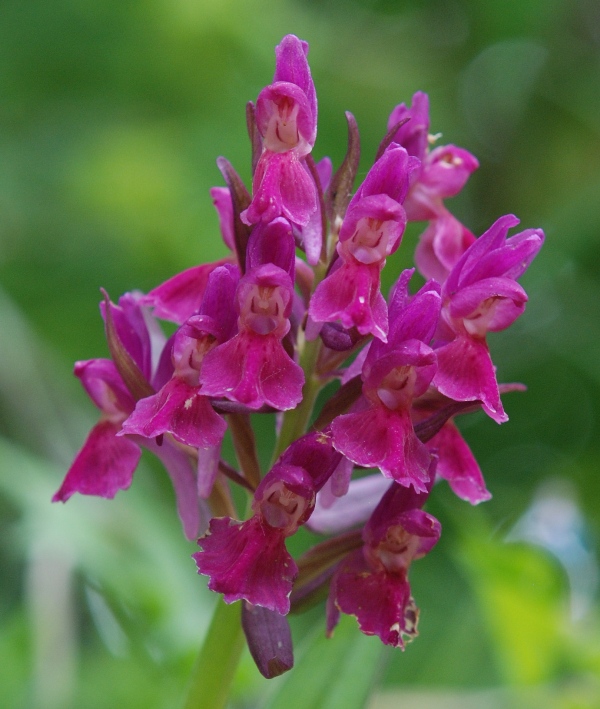 Dactylorhiza sambucina?