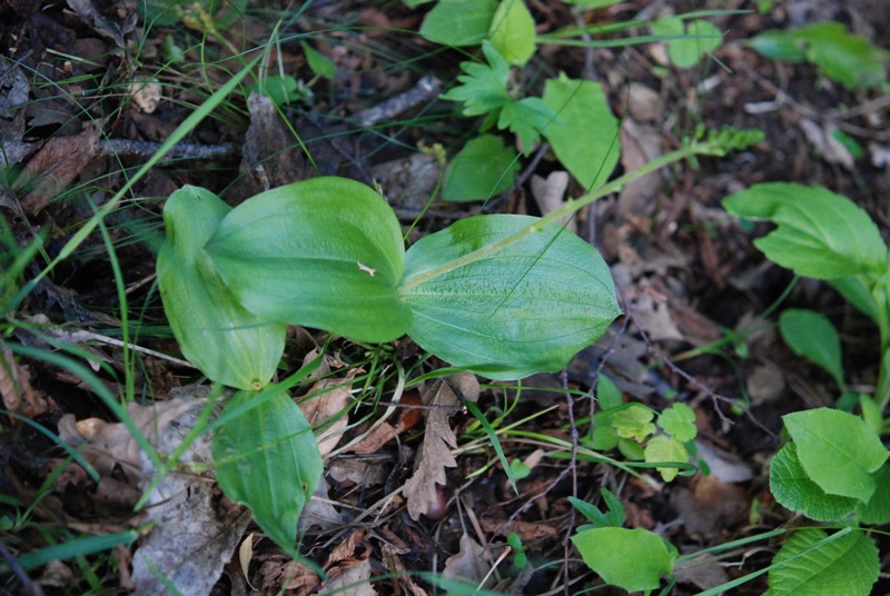 Neottia ovata