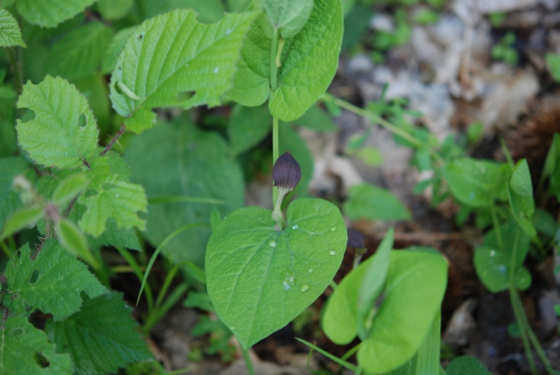 Aristolochia rotunda