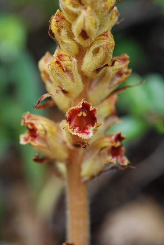 Orobanche gracilis / Succiamele rossastro