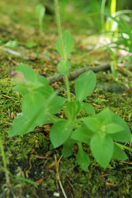 Silene dioica