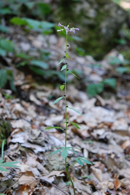 da determinare - Cardamine bulbifera