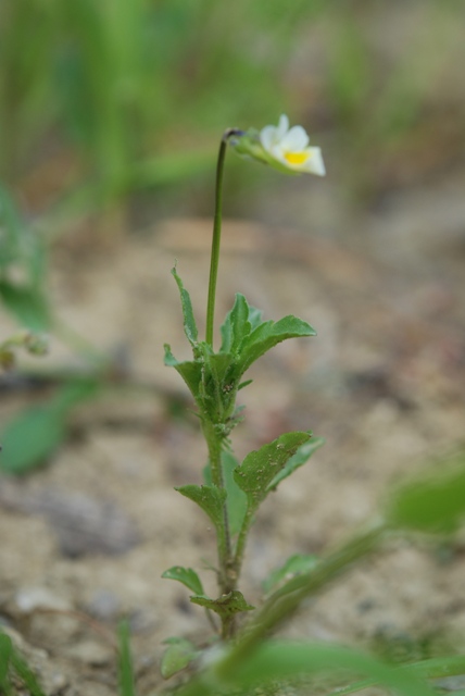 Viola arvensis