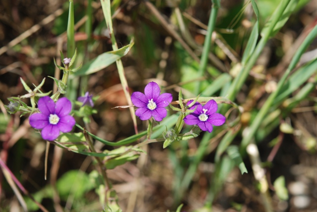 Legousia speculum-veneris