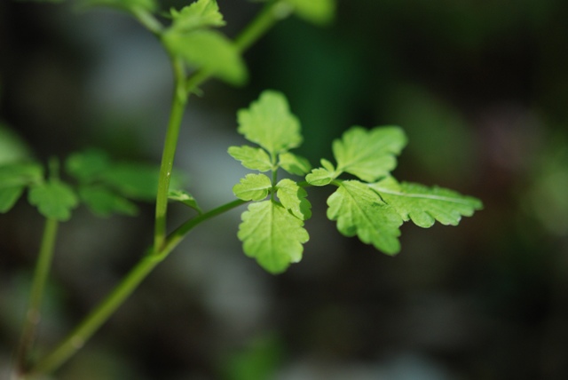 Cardamine chelidonia / Billeri celidonia