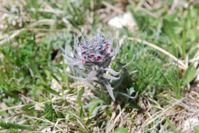 Cynoglossum magellense